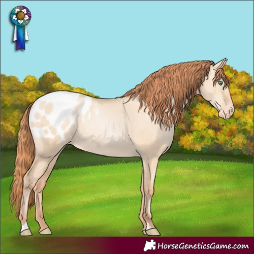 Horse Color:Classic Champagne Pearl Dun Appaloosa Rabicano