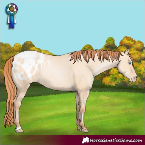 Horse Color:Classic Champagne Pearl Dun Appaloosa Rabicano 