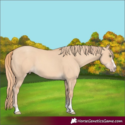 Horse Color:Gold Champagne Dun 