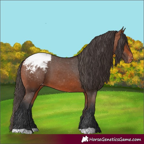 Horse Color:Bay Appaloosa 