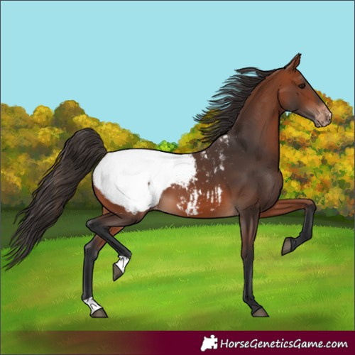 Horse Color:Bay Appaloosa