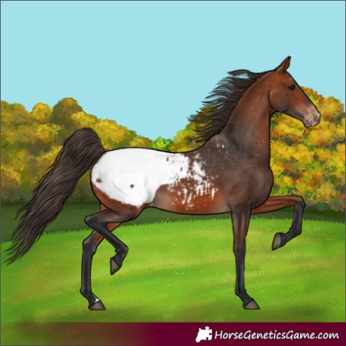 Horse Color:Bay Appaloosa 