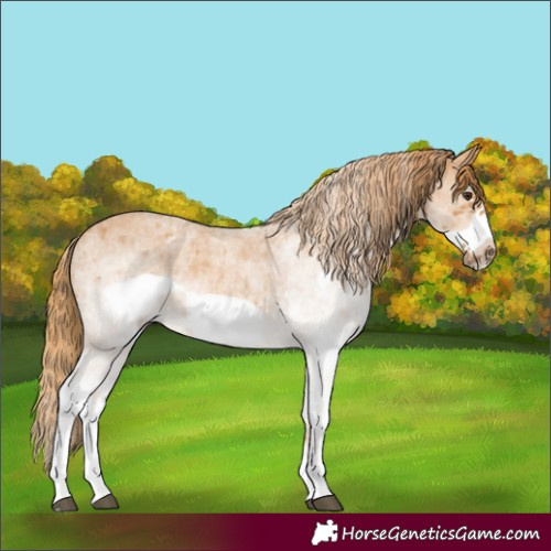 Horse Color:White Spotted Red Roan Frame 