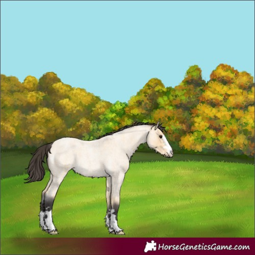 Horse Color:Buckskin Roan