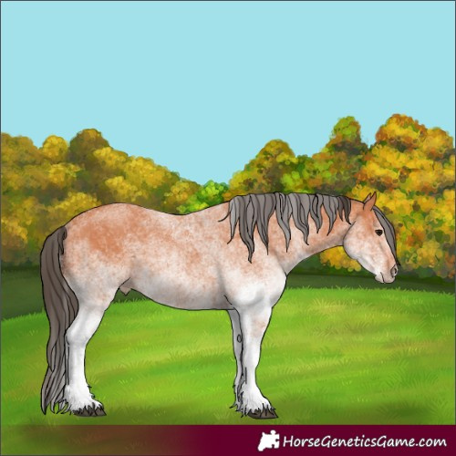 Horse Color:White Spotted Bay 