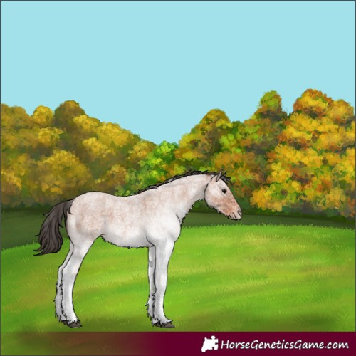 Horse Color:White Spotted Bay Roan