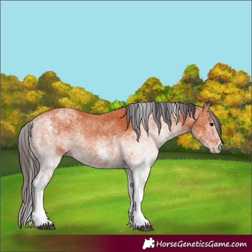 Horse Color:White Spotted Bay 
