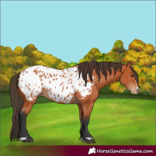 Horse Color:Bay Appaloosa