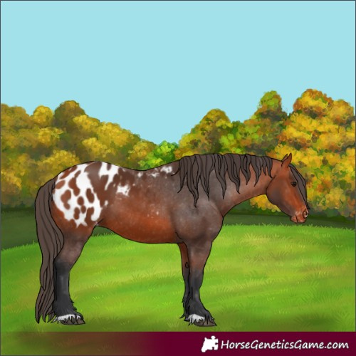 Horse Color:Bay Appaloosa