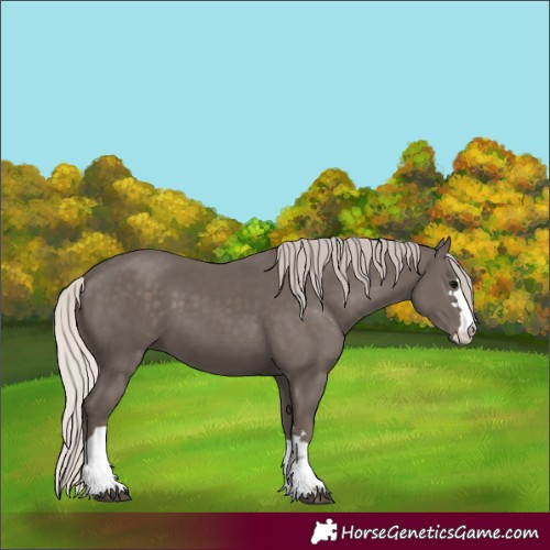 Horse Color:Silver Black