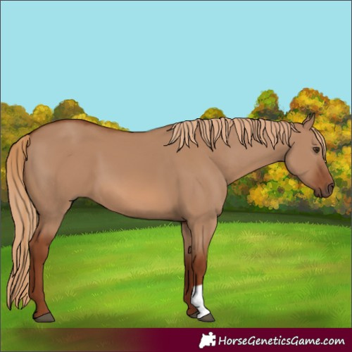 Horse Color:Red Dun 