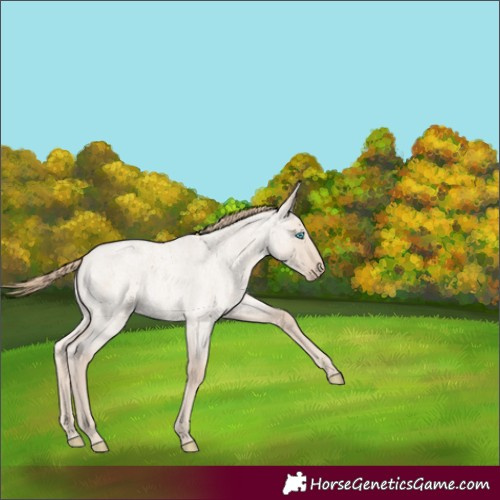 Horse Color:Smoky Creme Roan Dun 