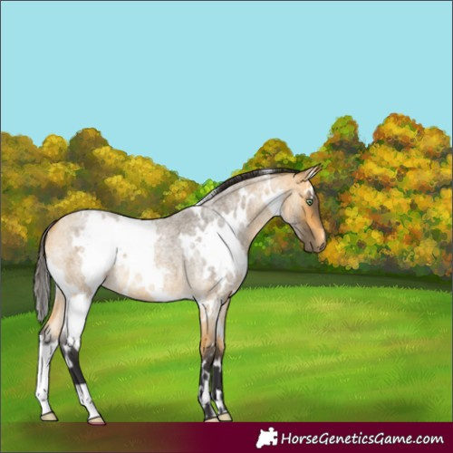 Horse Color:White Spotted Buckskin Roan