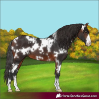 Horse Color:White Spotted Bay