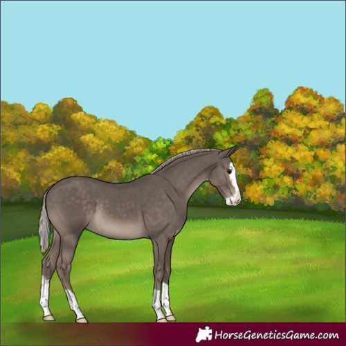 Horse Color:Silver Black Splash Rabicano 