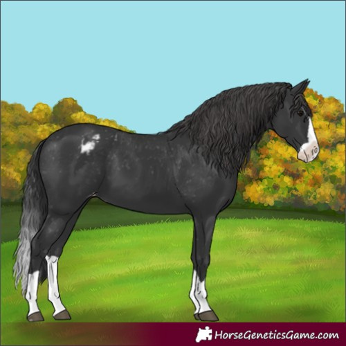 Horse Color:Black Splash Appaloosa