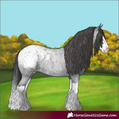 Horse Color:Blue Roan Splash Appaloosa 