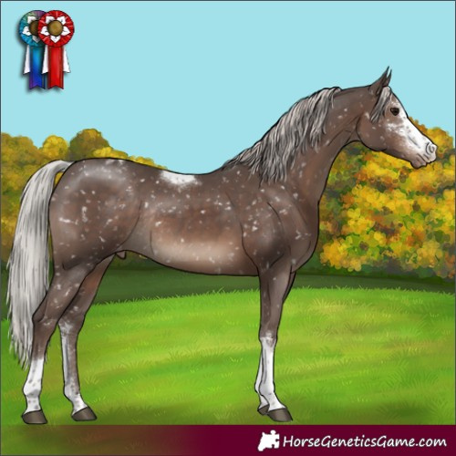 Horse Color:Silver Black Sabino Tobiano Appaloosa Rabicano 