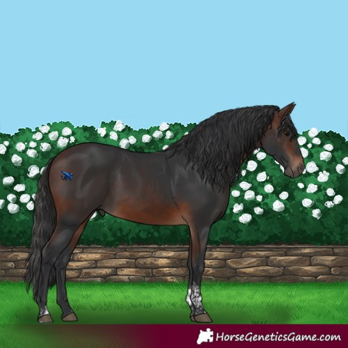 Horse Color:Brown Tobiano Rabicano 