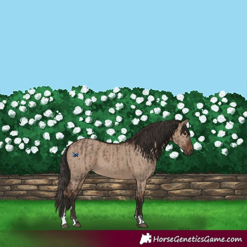 Horse Color:Brown Dun Sabino  and Liver Red Dun 