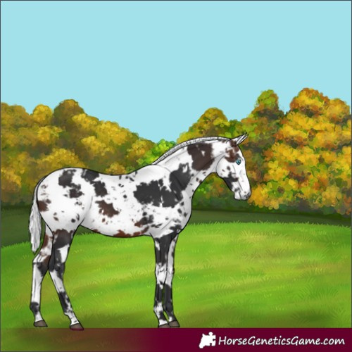 Horse Color:White Spotted Brown Harlequin Merle 