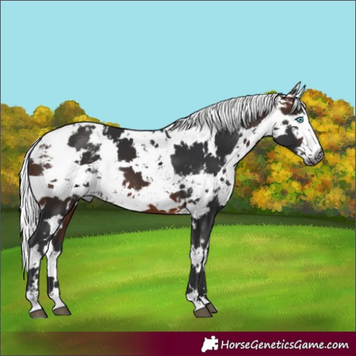 Horse Color:White Spotted Brown Harlequin Merle