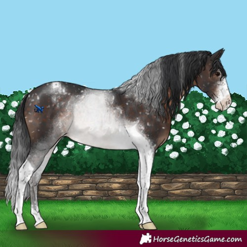 Horse Color:Brown Sabino Tobiano Appaloosa Rabicano 