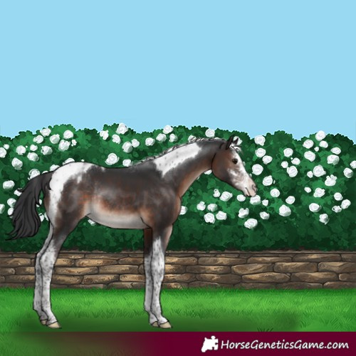 Horse Color:Brown Mushroom Sabino Tobiano Appaloosa Rabicano 