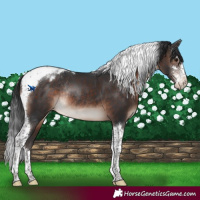 Horse Color:Brown Mushroom Sabino Tobiano Blanket Rabicano