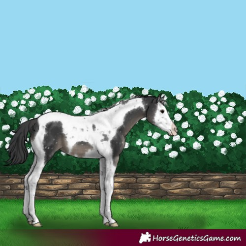 Horse Color:Black Splash Tobiano Appaloosa 