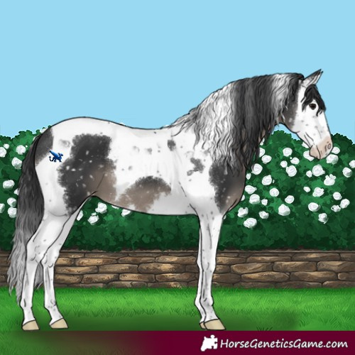 Horse Color:Black Splash Tobiano Appaloosa 