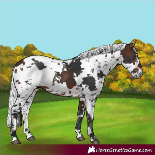 Horse Color:Unknown 