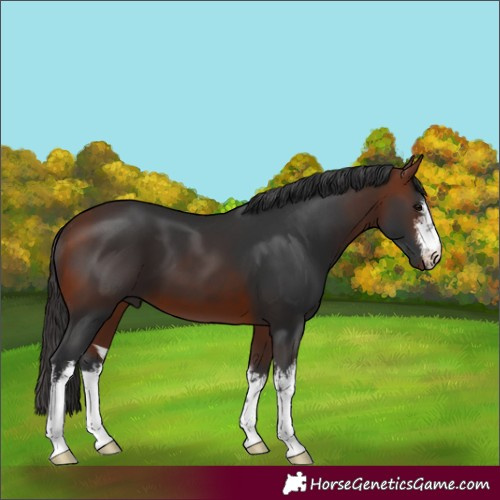Horse Color:White Spotted Bay