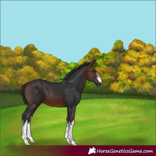 Horse Color:White Spotted Bay 