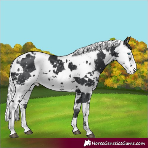 Horse Color:White Spotted Black Harlequin Merle Appaloosa 