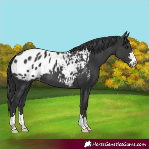 Horse Color:Black Appaloosa 