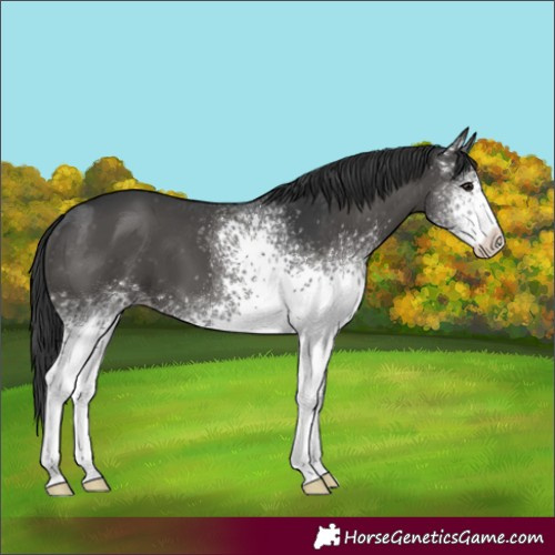 Horse Color:White Spotted Black Appaloosa