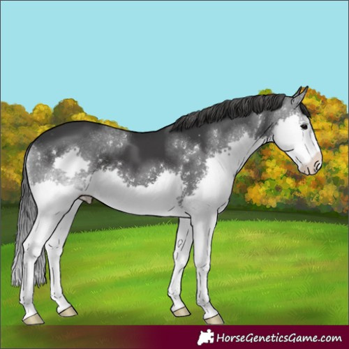 Horse Color:Black Splash Appaloosa 