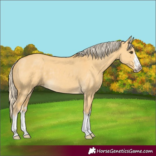 Horse Color:Palomino Dun