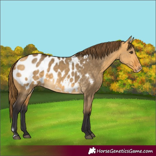 Horse Color:Buckskin Dun Sabino Appaloosa 