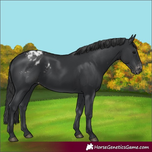 Horse Color:Black Appaloosa Rabicano 