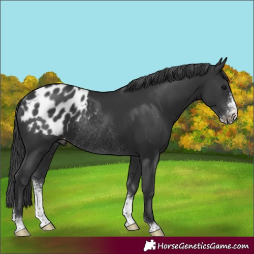 Horse Color:Black Sabino Appaloosa Rabicano