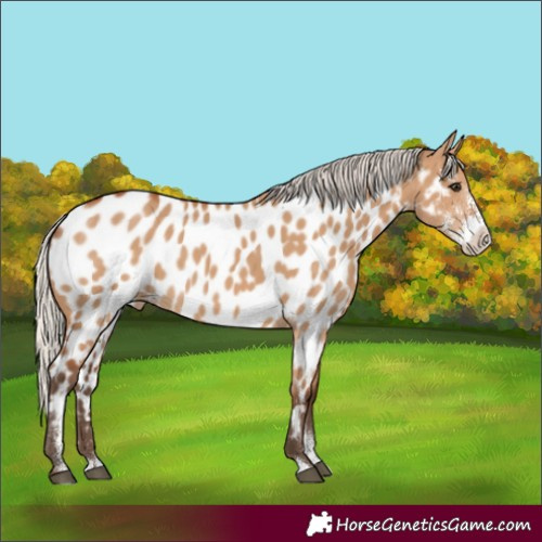 Horse Color:Silver Bay Dun Sabino Appaloosa 