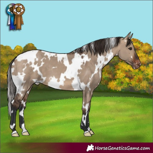 Horse Color:White Spotted Brown Dun Appaloosa 