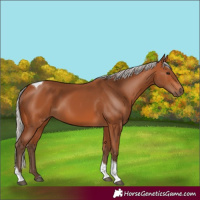 Horse Color:Silver Bay Tobiano