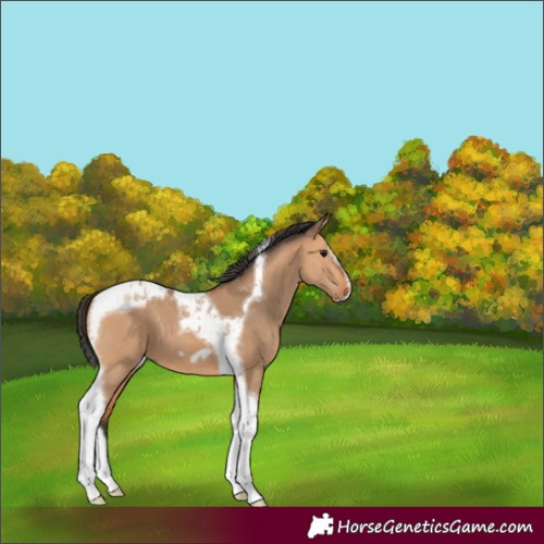 Horse Color:Bay Dun Splash Tobiano Frame 