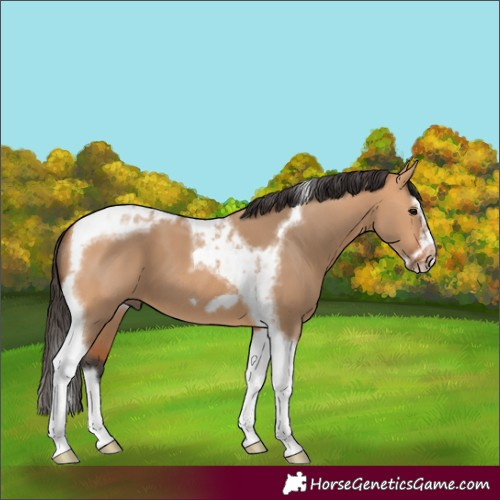 Horse Color:Bay Dun Splash Tobiano Frame