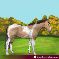 Horse Color:Bay Dun Splash Tobiano Frame 