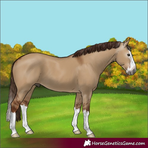 Horse Color:Gray Red Dun Splash 