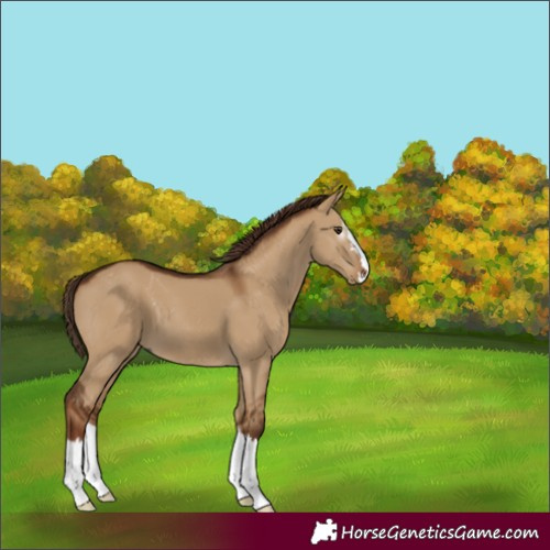Horse Color:Gray Red Dun Splash 